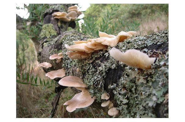 Food image for Oyster Mushrooms