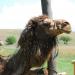 Australia Considers Exporting Camel Meat