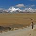 Caterpillar Fungus From Tibet Emerges as Aphrodisiac Delicacy