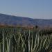 Tequila Terroir