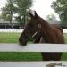 Bobby Flay Blogs About the Kentucky Derby