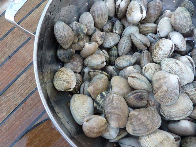 Puget Sound Clams