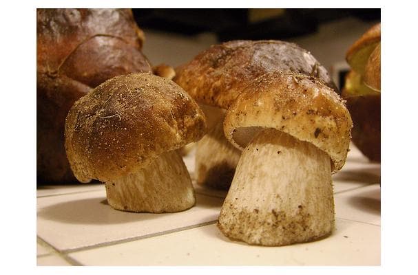 Food image for King Bolete