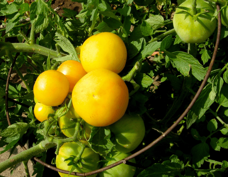 A Peachy Tomato Salad