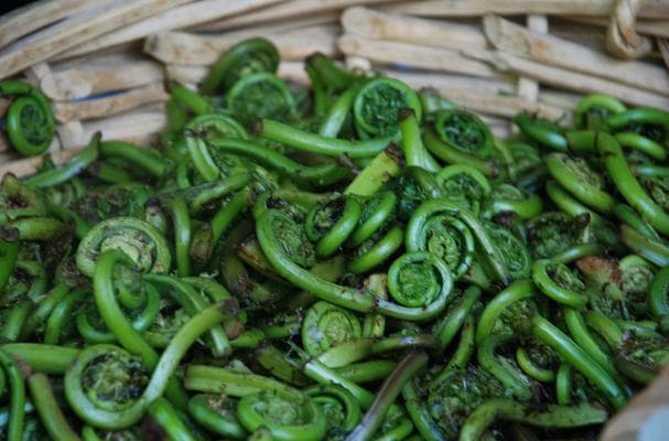 It's Fiddlehead Season!