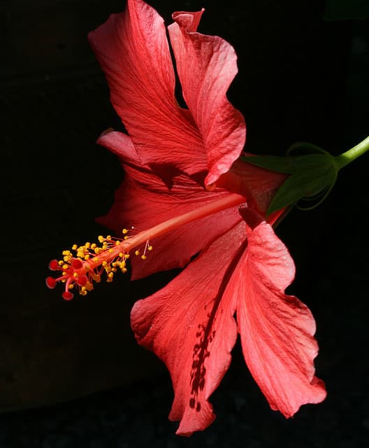 hibiscus