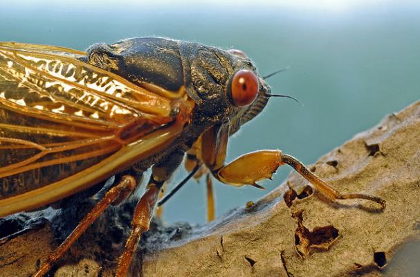 Cicada