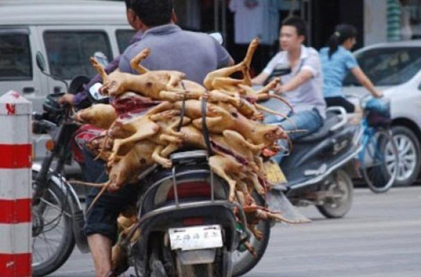 Dog Meat Food Festival