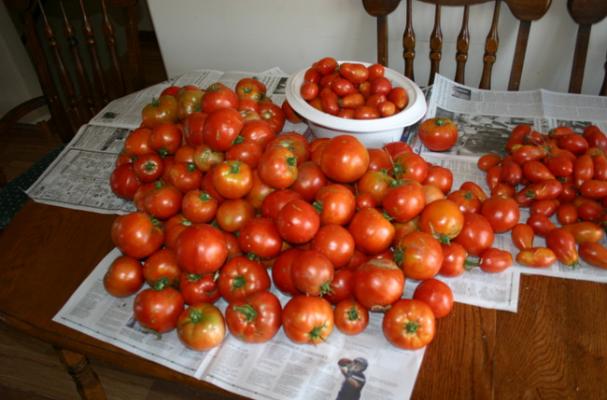 August Tomatoes