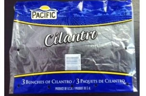 Pacific Cilantro