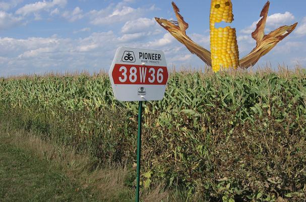 GMO corn