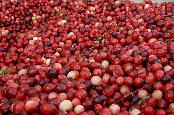 Cranberries (like at the Warrens, WI CranFest!)