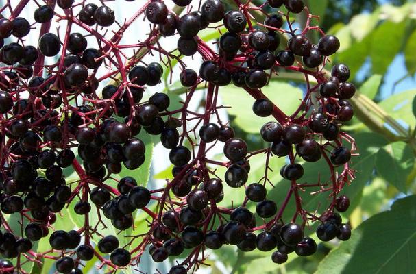 elderberry