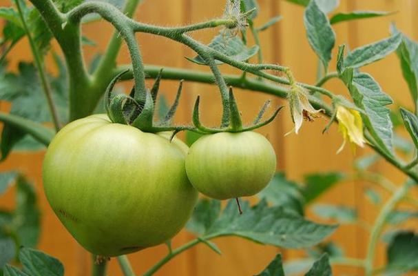 Green tomatoes, photo by Flickr user cheryl.reed