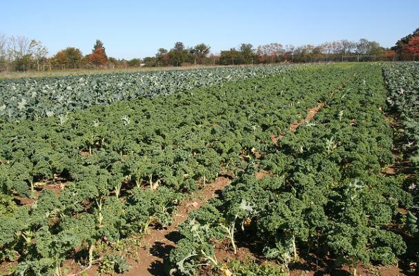 field of kale