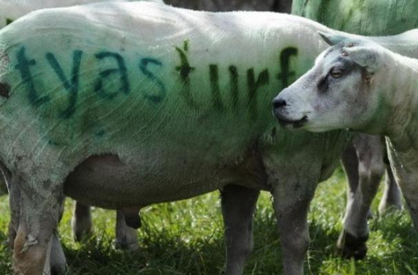 spray-painted sheep