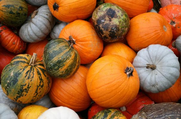 fall's finest pumpkins