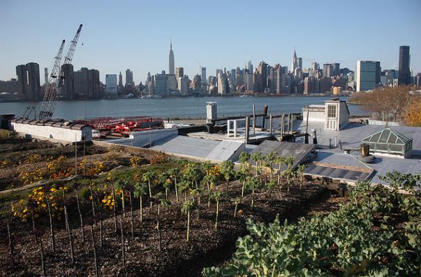 rooftop garden