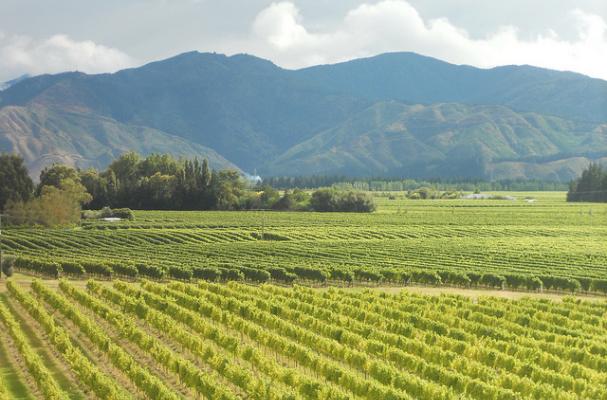 vineyard marlborough new zealand 