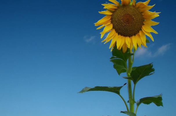 sunflower