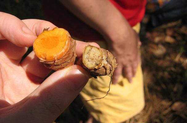 turmeric