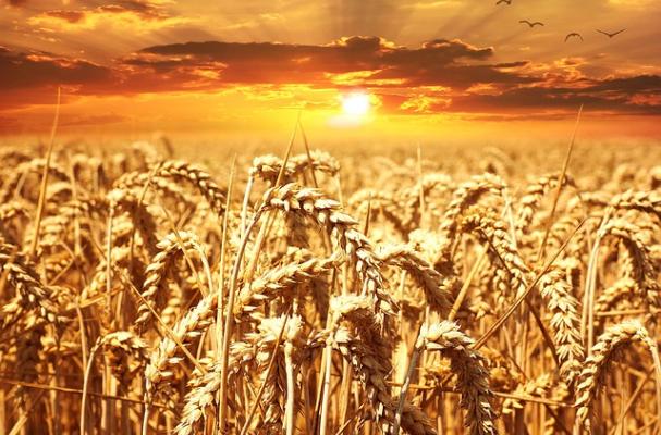 wheat field at sunrise