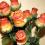 bacon roses