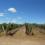 margaret river western australia vineyard