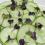 cucumbers