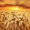 wheat field at sunrise