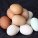 Organic Egg Farm Violates Federal Standards