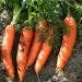 Garden fresh carrots