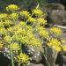 fennel flowers