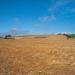 Barley fields