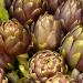 artichokes