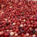 Cranberries (like at the Warrens, WI CranFest!)