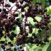 elderberry