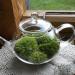 Teapot Terrarium