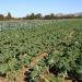 field of kale