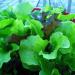 rooftop gardens lettuce