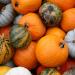 fall's finest pumpkins