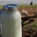 raw milk